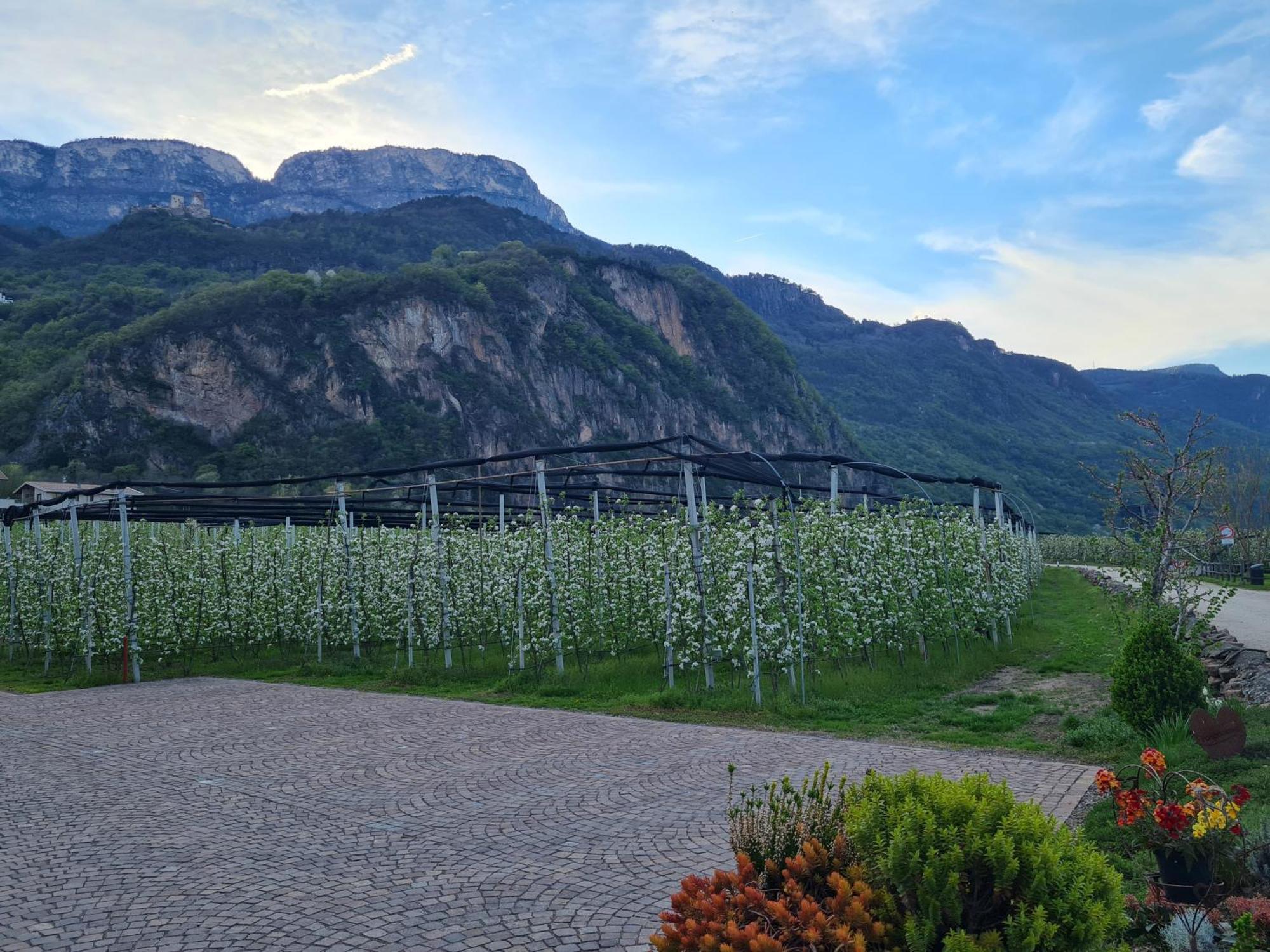 Versigglhof Appiano Sulla Strada Del Vino Exterior foto