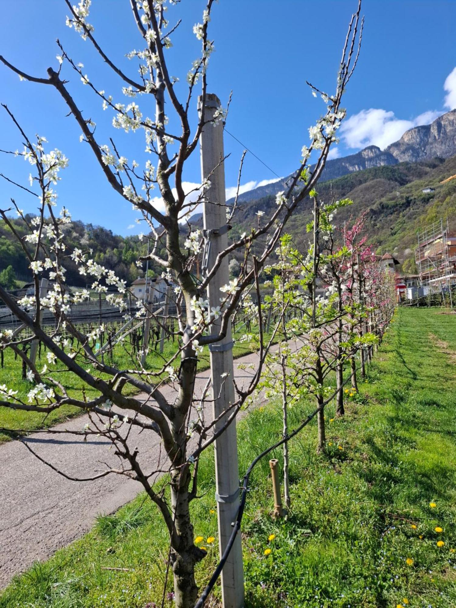 Versigglhof Appiano Sulla Strada Del Vino Exterior foto